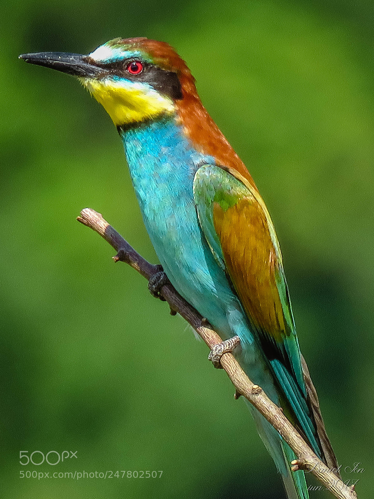 Canon PowerShot SX60 HS sample photo. Prigoria merops apiaster ordinul photography