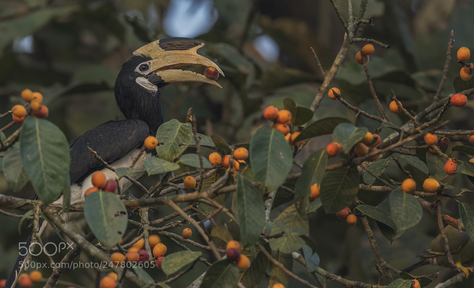 Nikon D500 sample photo. Malabar pied hornbill photography