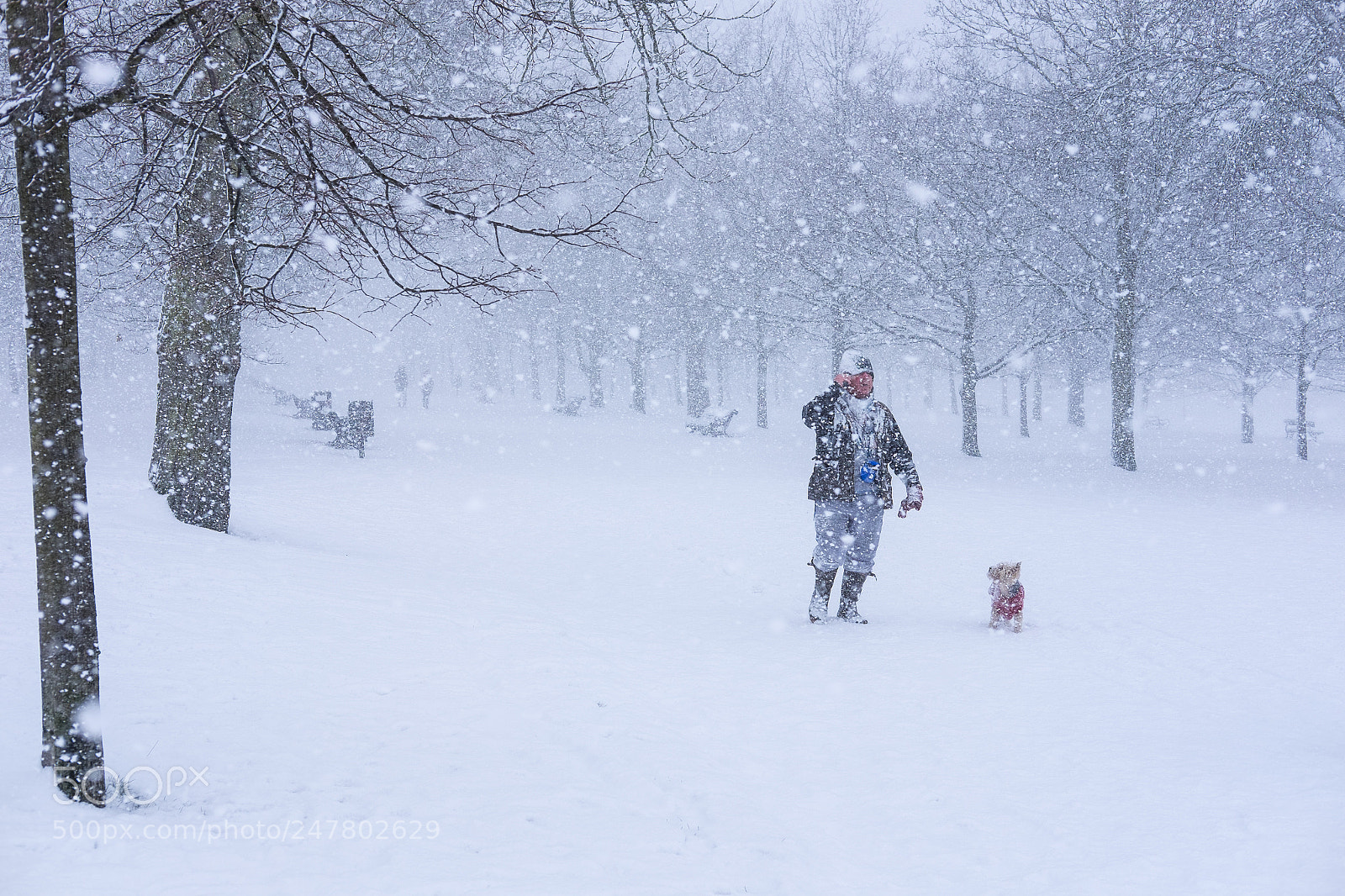 Fujifilm X-T1 sample photo. Little dog photography