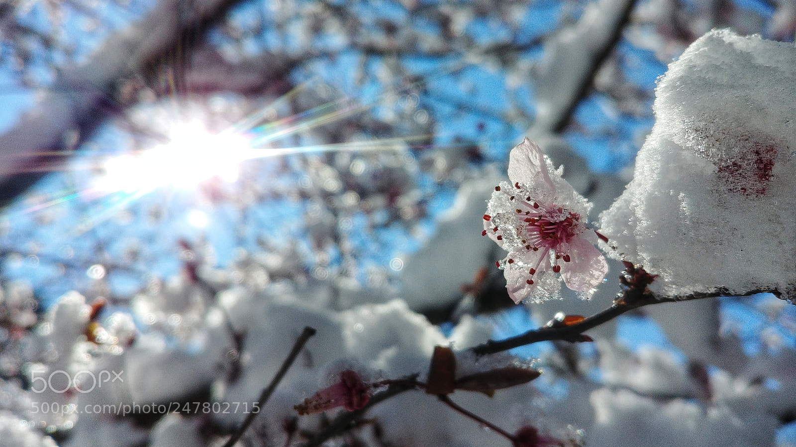LG G6 sample photo. S n o w photography