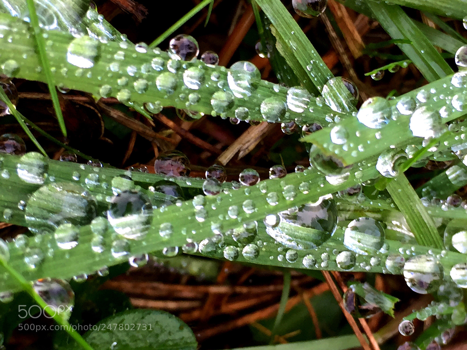 Apple iPhone 6 sample photo. Wassertropfen photography