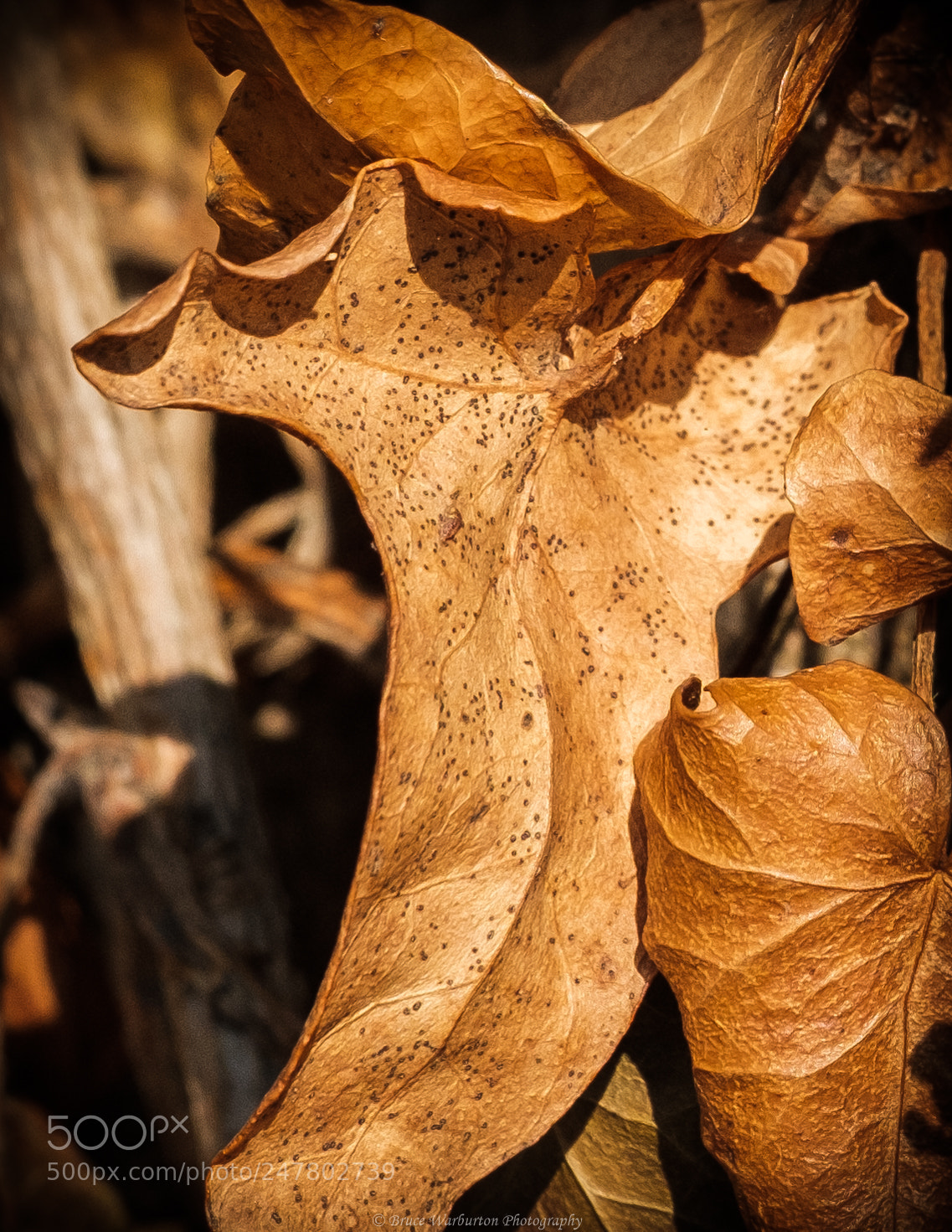 Fujifilm X-T2 sample photo. Leaf on a tree photography