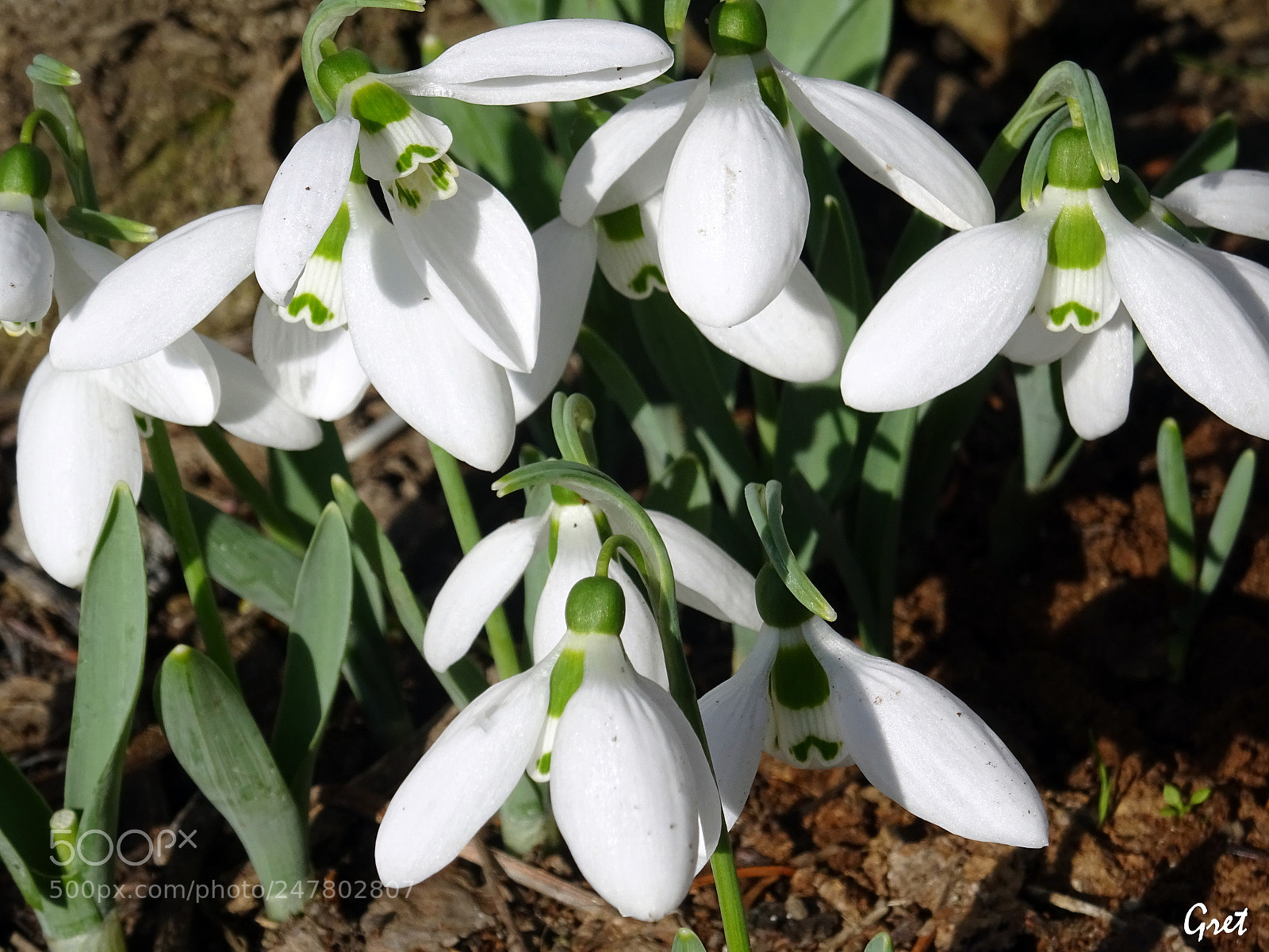 Sony DSC-HX60 sample photo. Snowdrops photography
