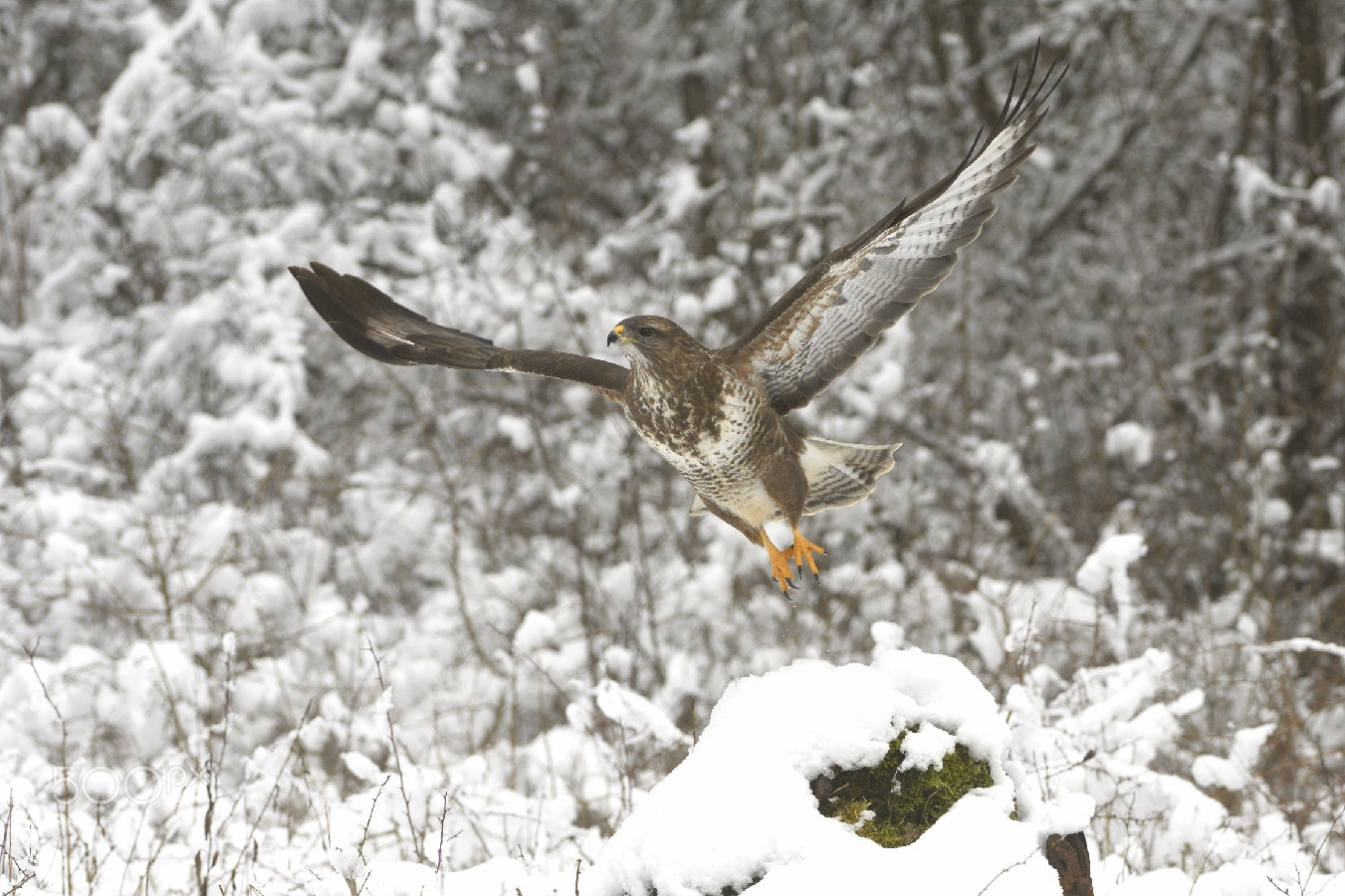 Nikon AF-S Nikkor 200-400mm F4G ED-IF VR sample photo. Good bye ii photography