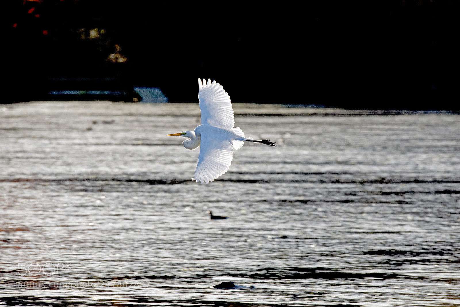 Nikon D750 sample photo. Great egret flying over photography