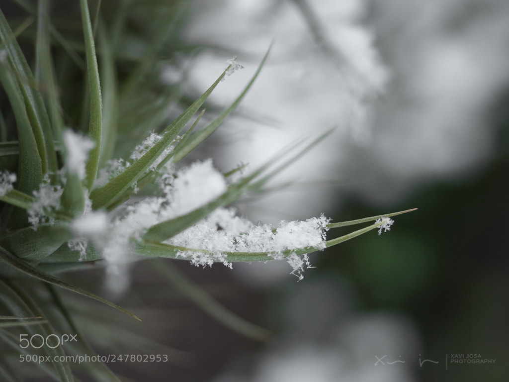 Olympus OM-D E-M1 Mark II sample photo. Clavell de vent.. photography