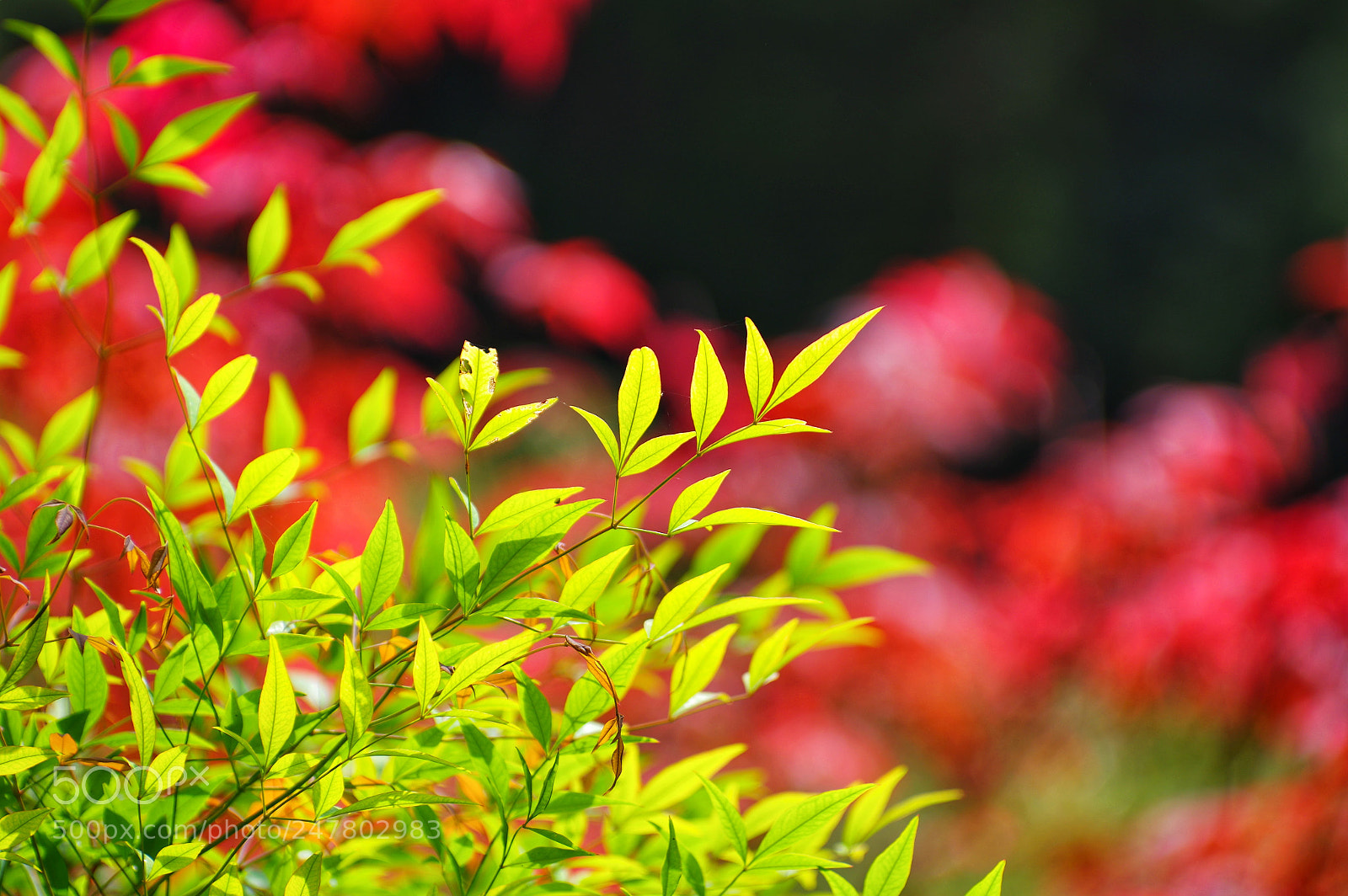 Pentax K-3 II sample photo. Untitled photography