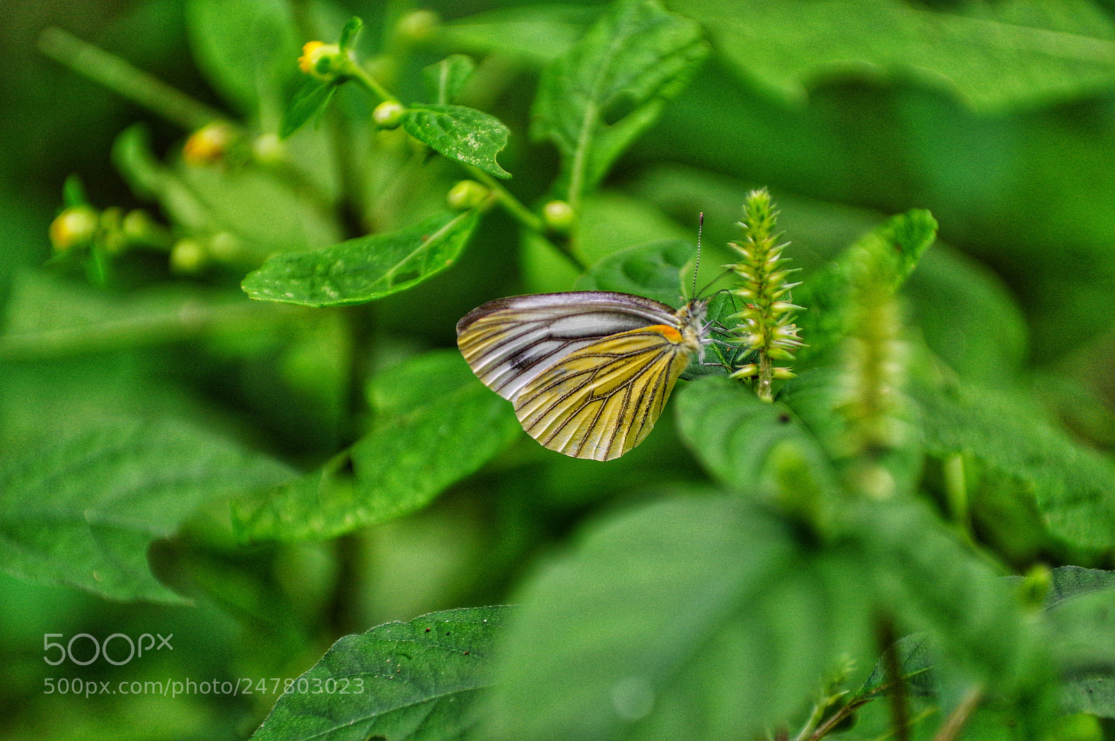 Pentax K-3 II sample photo. Untitled photography