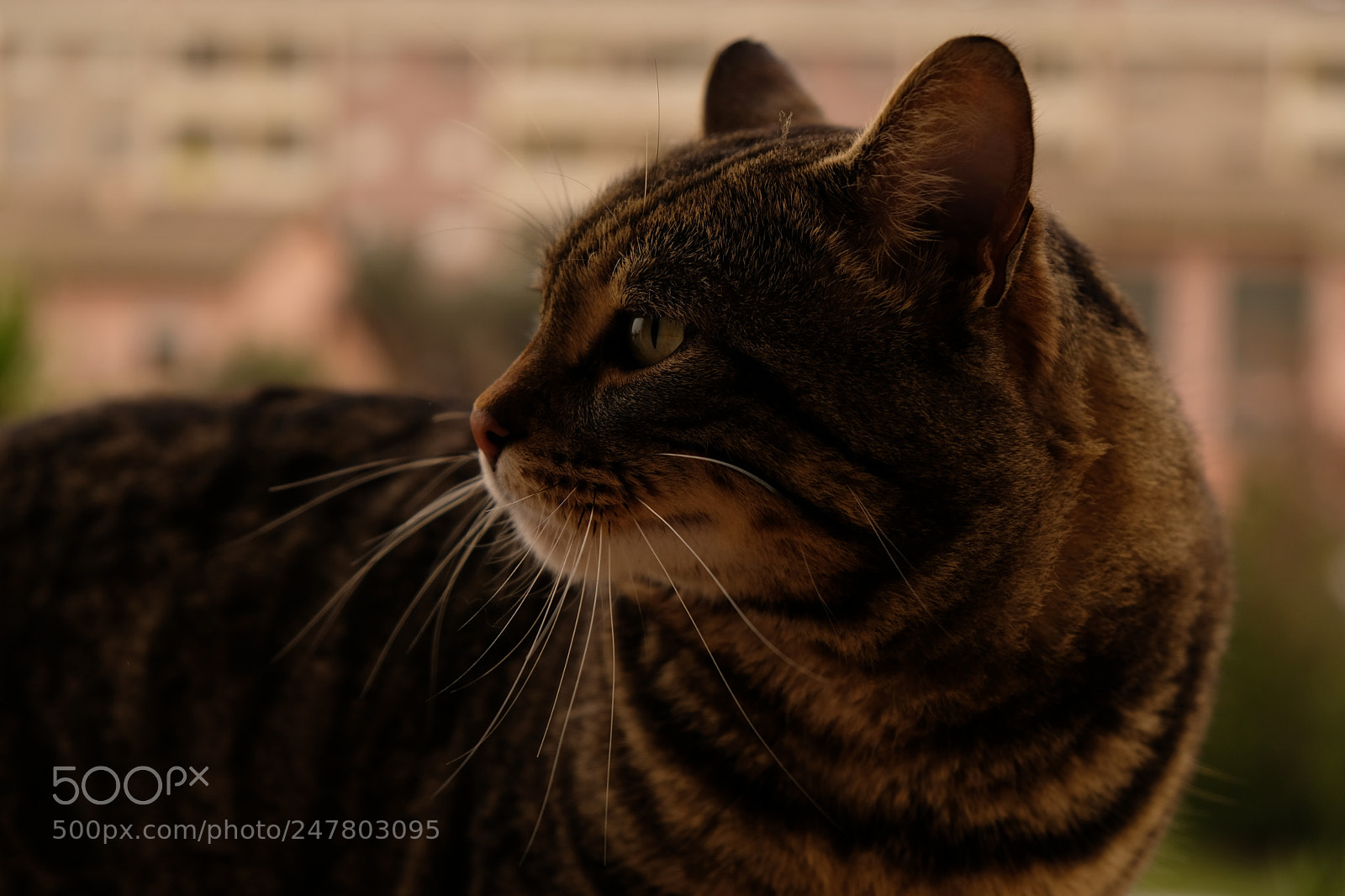 Fujifilm X-T20 sample photo. Tiger. photography