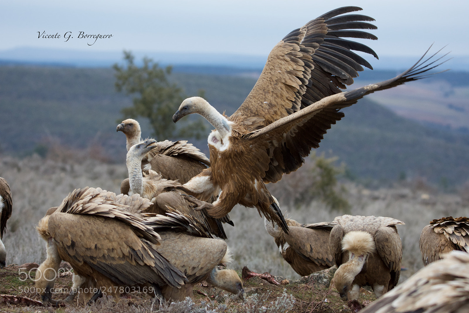 Nikon D7200 sample photo. Gyps fulvus photography