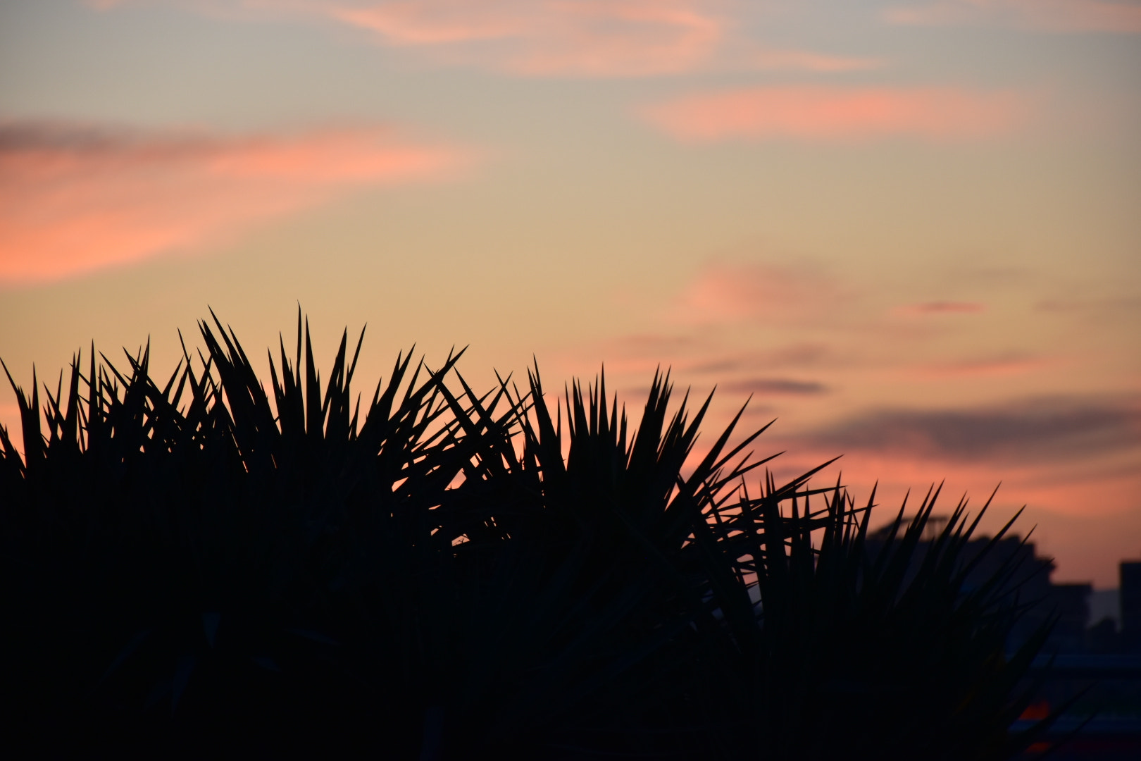 Nikon D5500 sample photo