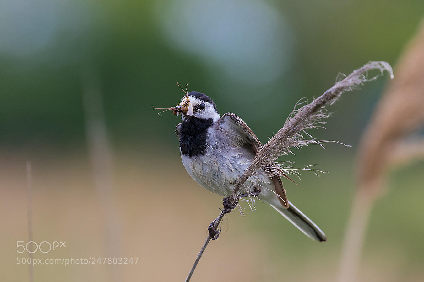Canon EOS 7D Mark II sample photo. Bachstelze (motacilla alba) photography
