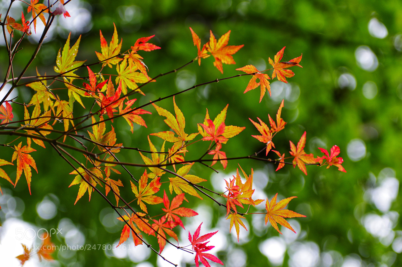 Pentax K-3 II sample photo. Untitled photography