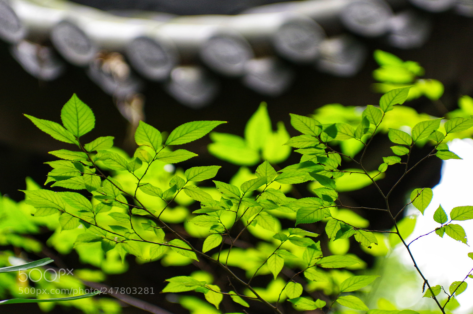 Pentax K-3 II sample photo. Untitled photography