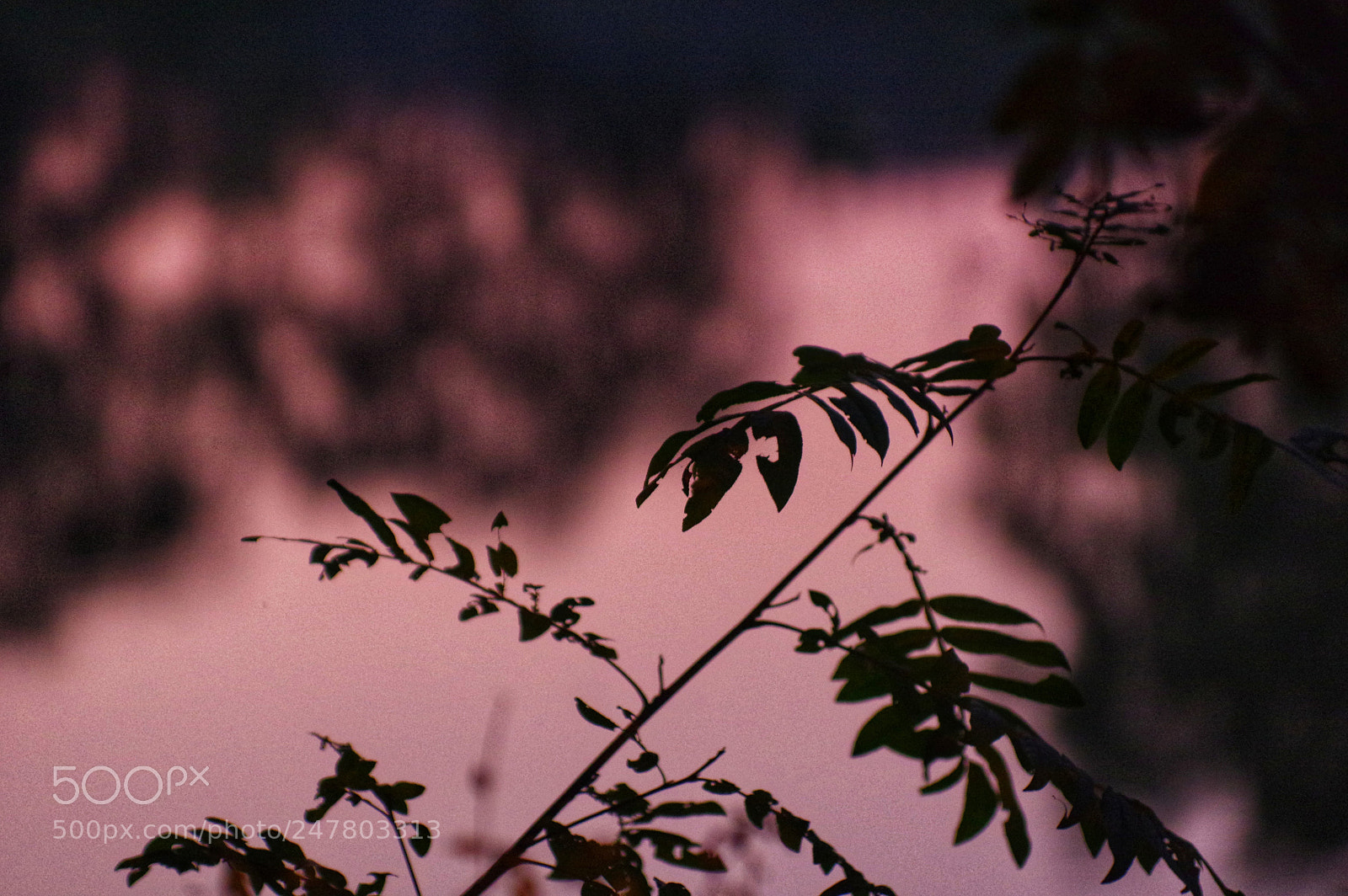 Pentax K-3 II sample photo. Untitled photography