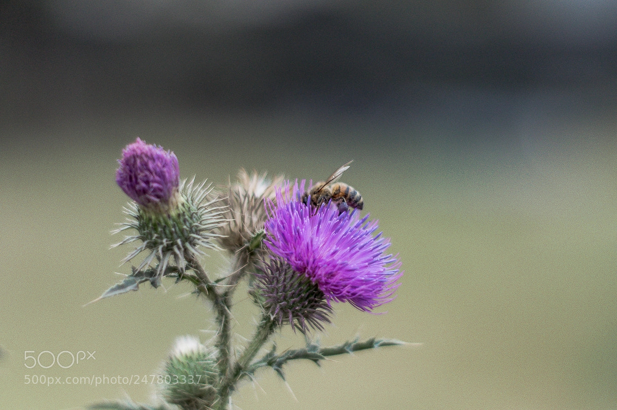 Nikon D3200 sample photo. Polinizacion! photography