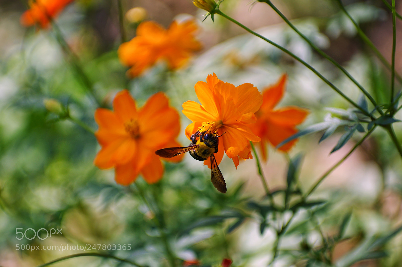 Pentax K-3 II sample photo. Untitled photography