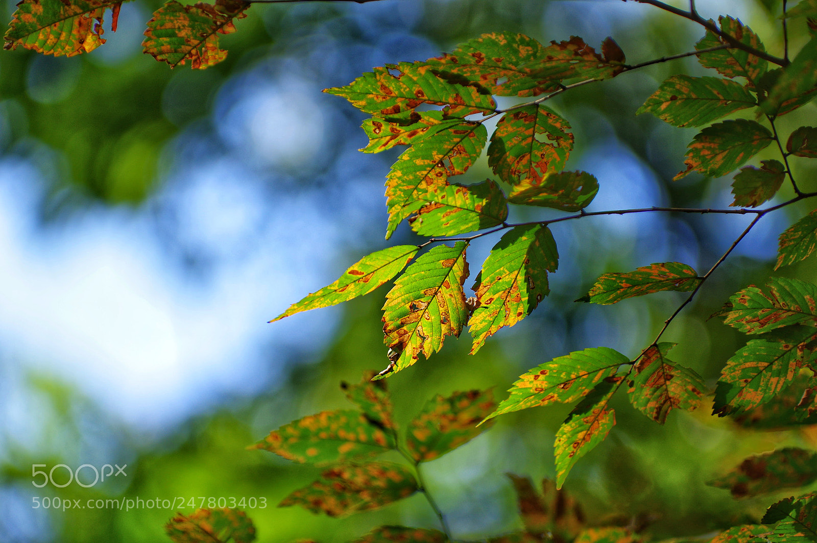 Pentax K-3 II sample photo. Untitled photography