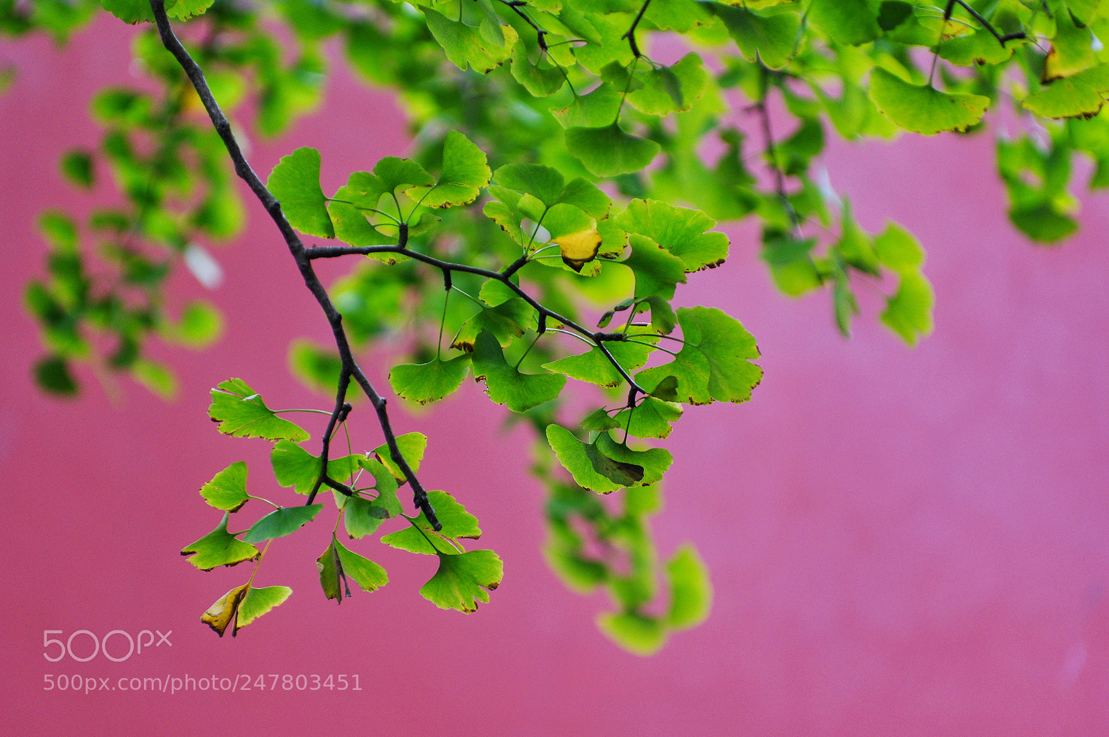 Pentax K-3 II sample photo. Untitled photography