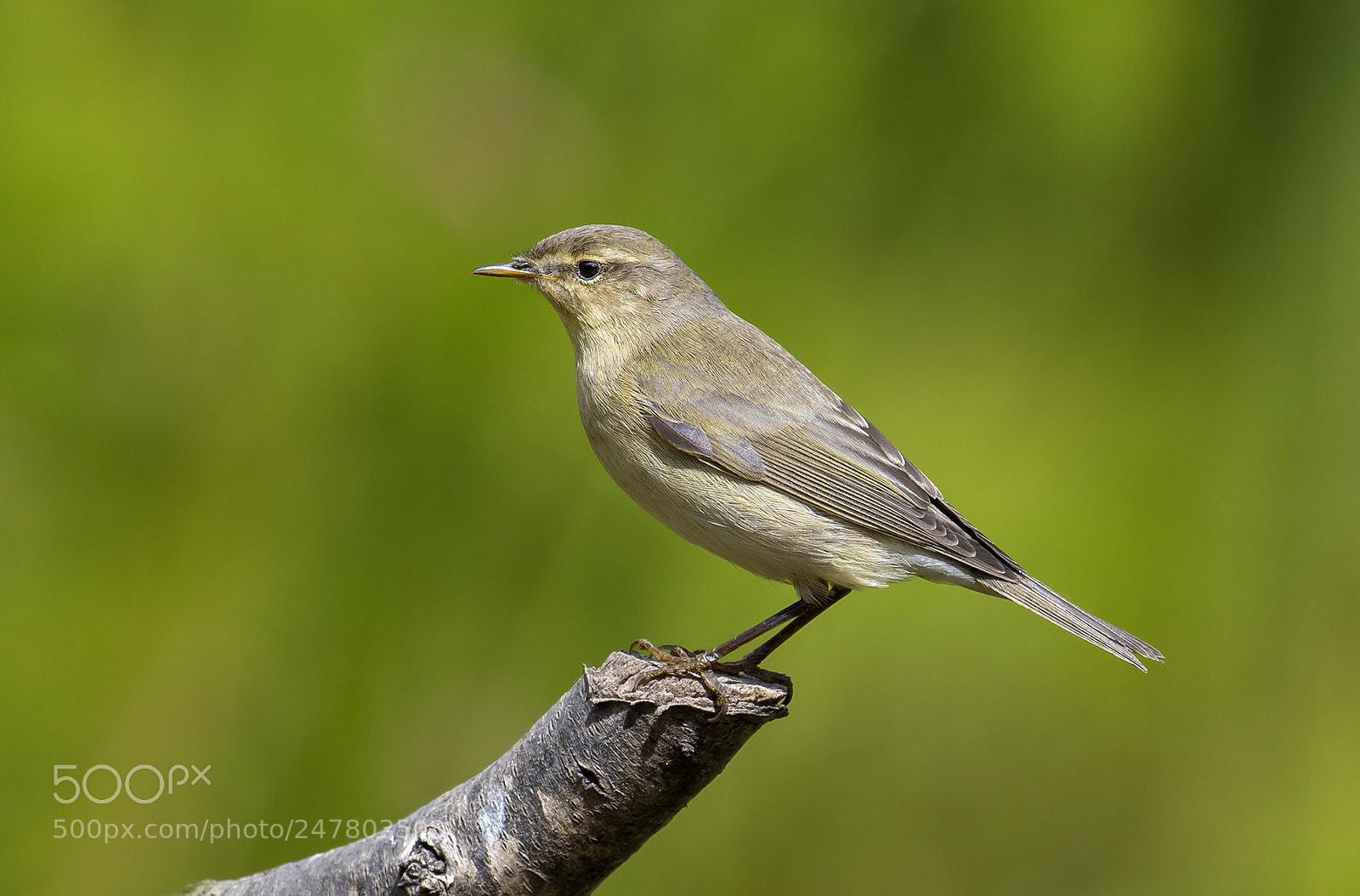 Nikon D500 sample photo. Chiffchaff photography