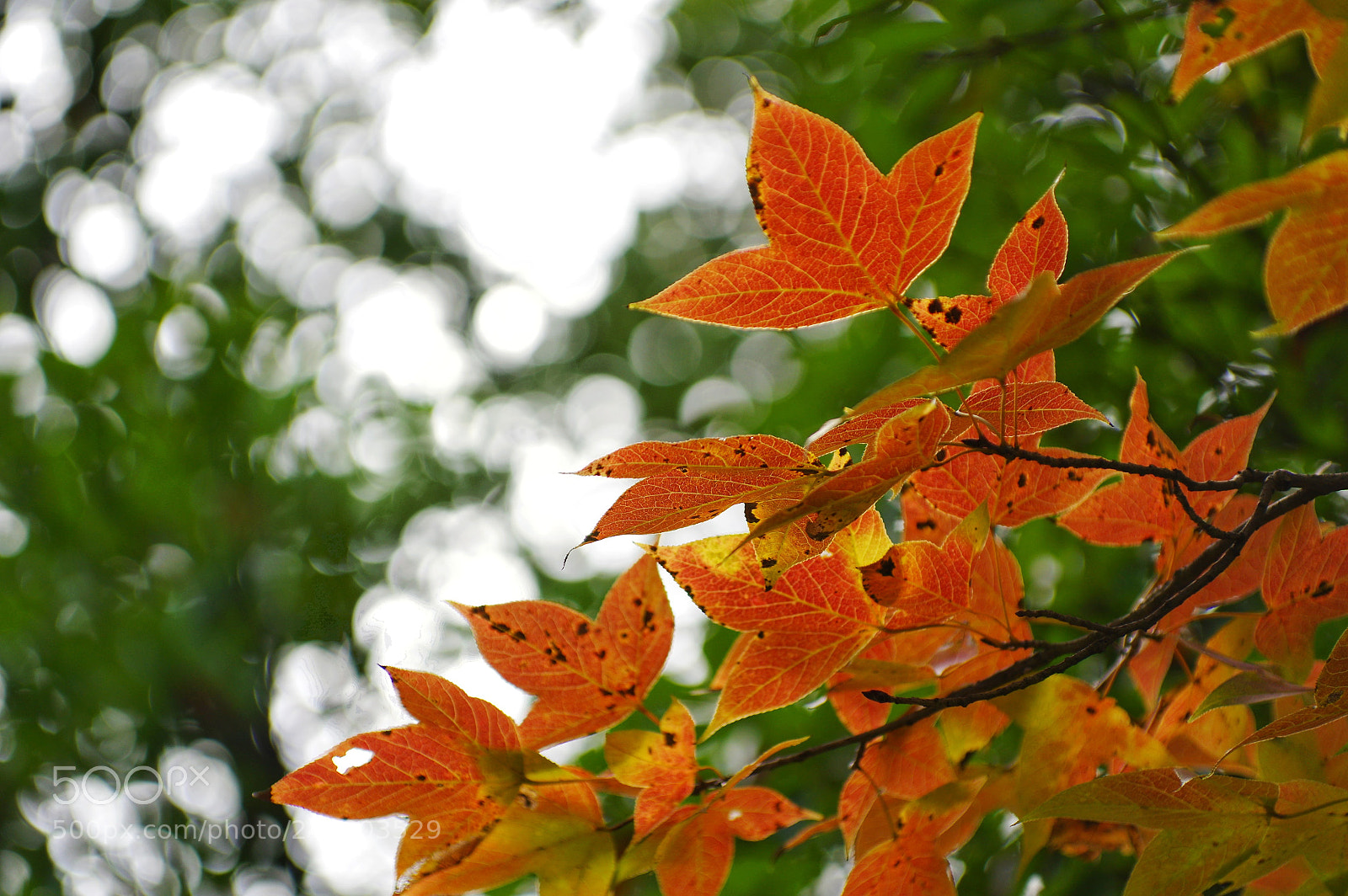 Pentax K-3 II sample photo. Untitled photography