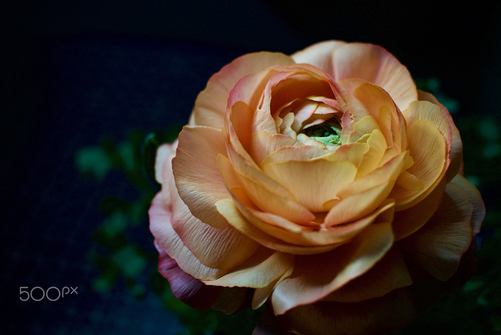 Nikon 1 J2 sample photo. Ranunculus photography