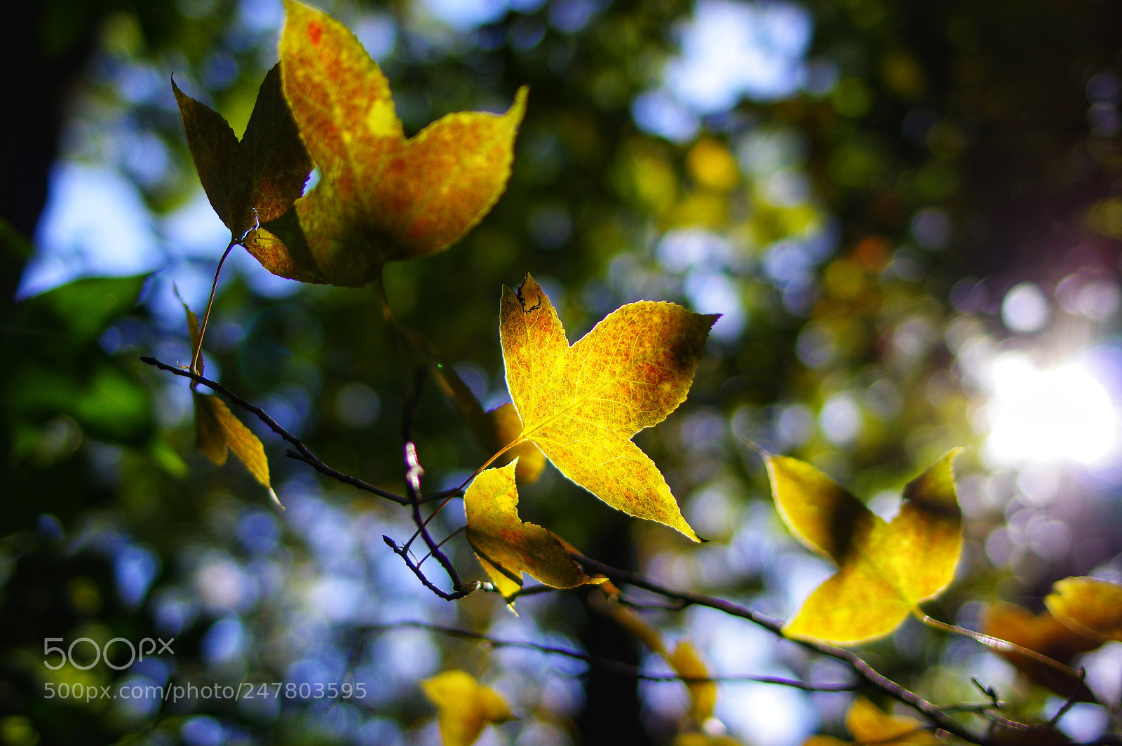 Pentax K-3 II sample photo. Untitled photography