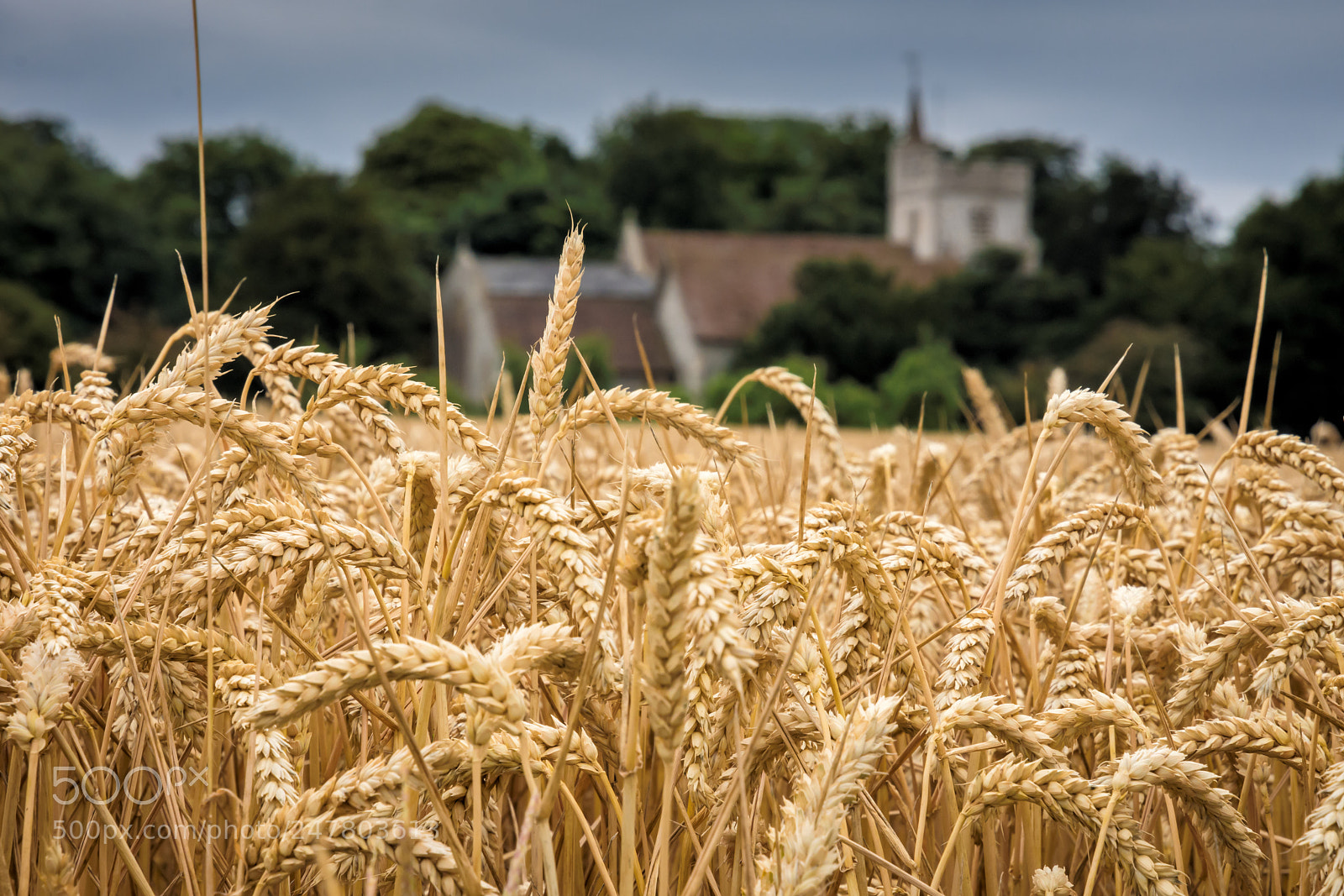 Nikon D7200 sample photo. The wheat field photography
