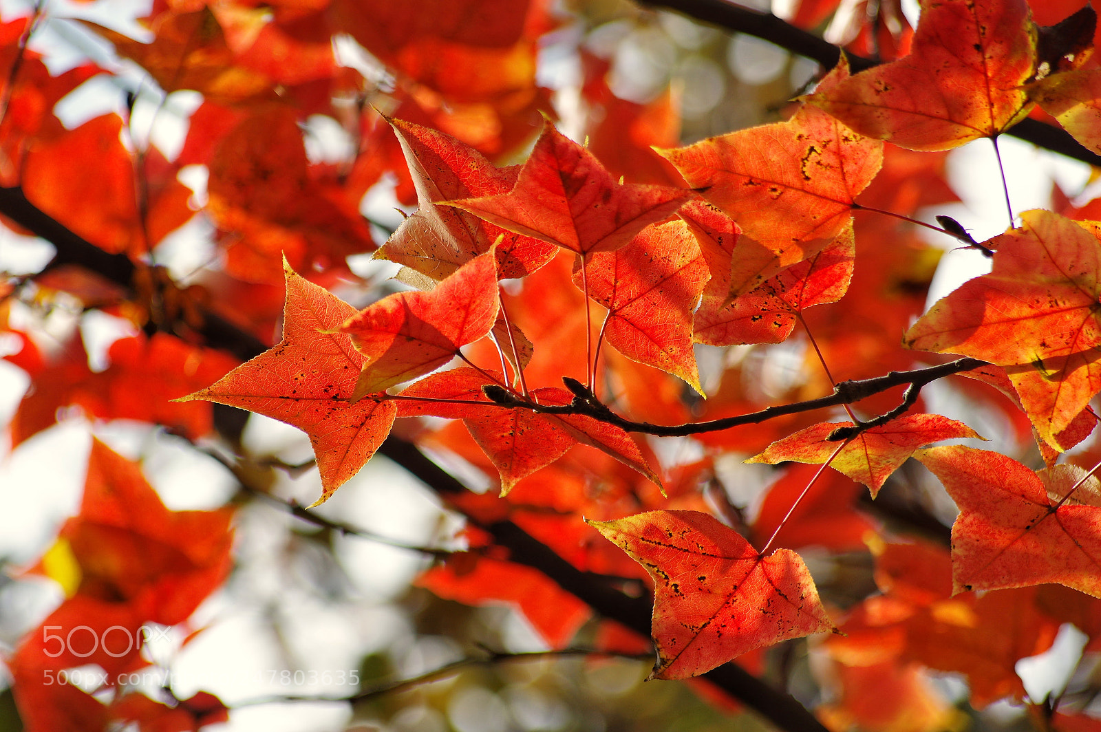 Pentax K-3 II sample photo. Untitled photography