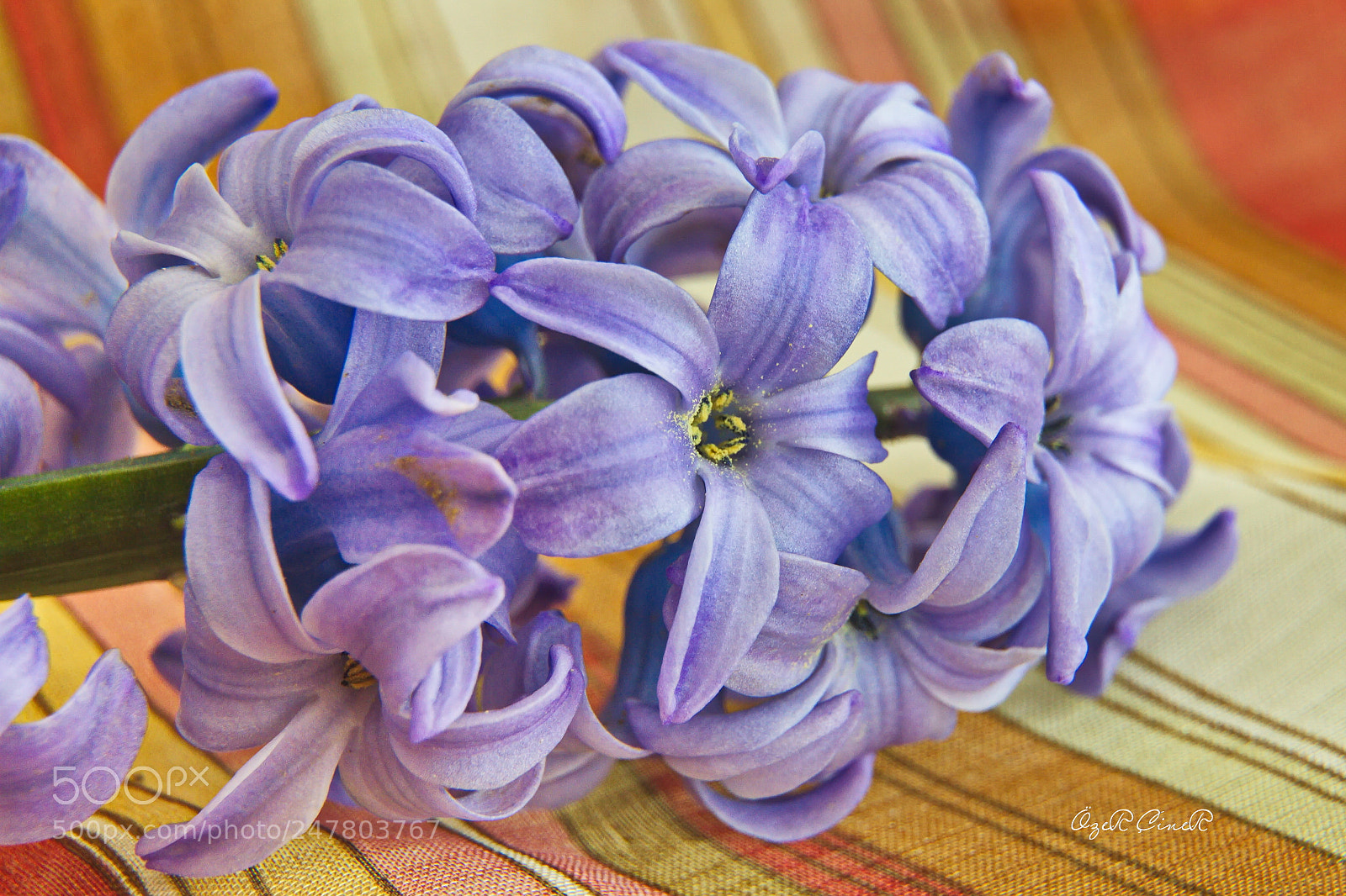 Canon EOS 7D sample photo. Hyacinth photography