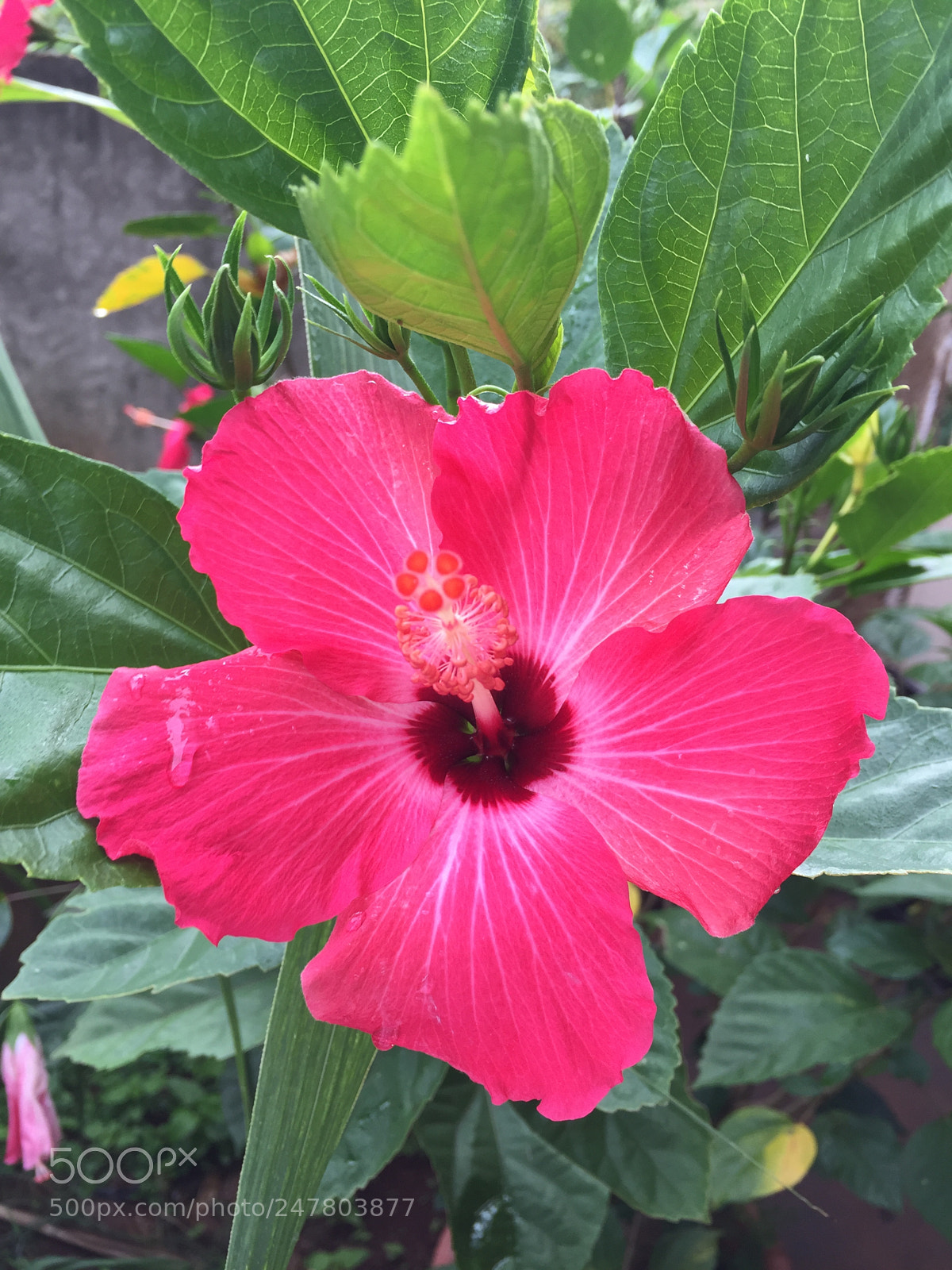 Apple iPhone 6 sample photo. Untitled photography
