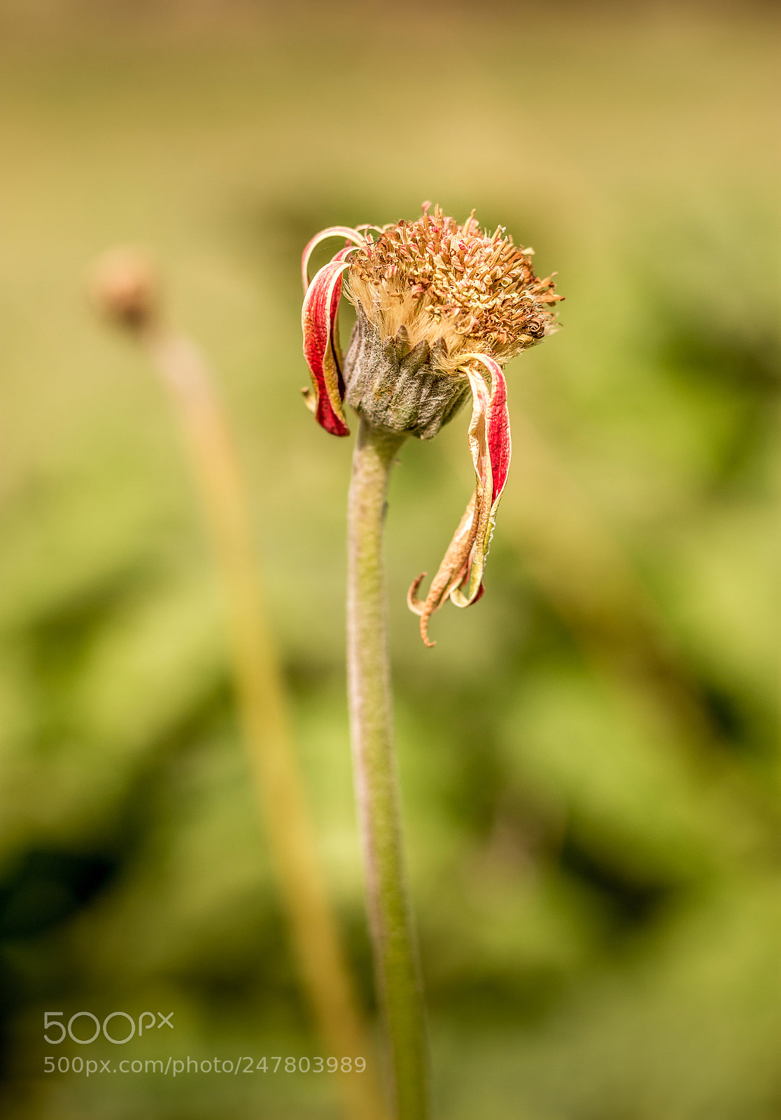 Canon EOS 600D (Rebel EOS T3i / EOS Kiss X5) sample photo. "broken" photography