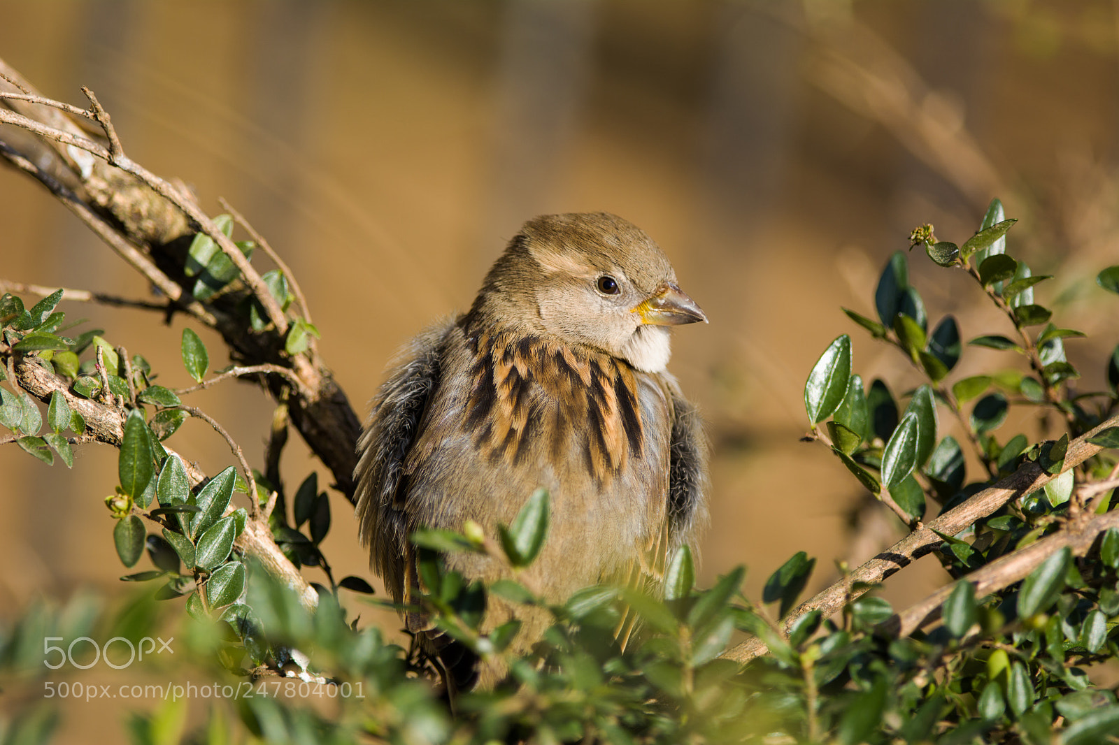 Nikon D7100 sample photo. Bird photography