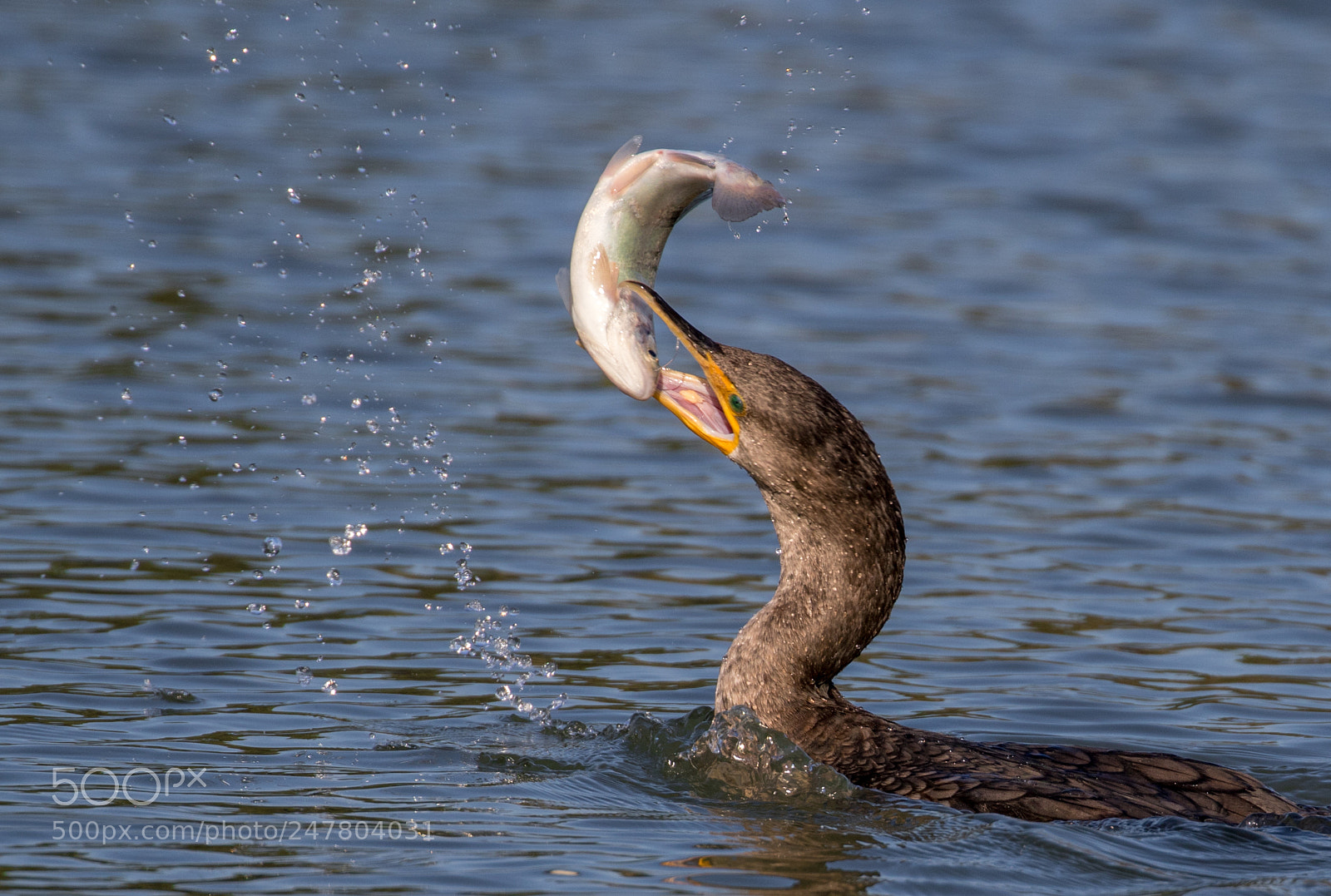 Canon EOS 7D Mark II sample photo. Cormorant with fish photography