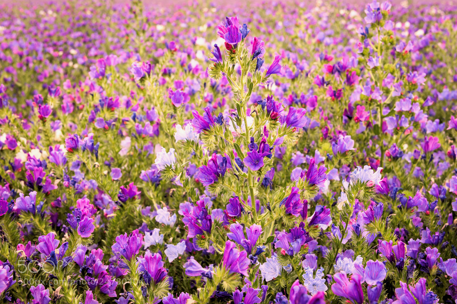 Nikon D7200 sample photo. Flax photography