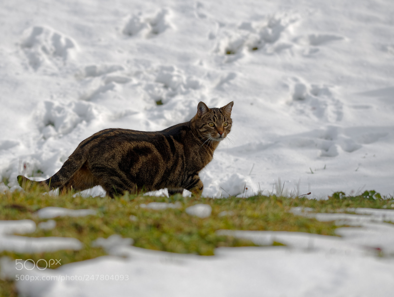 Nikon D5100 sample photo. Cat photography