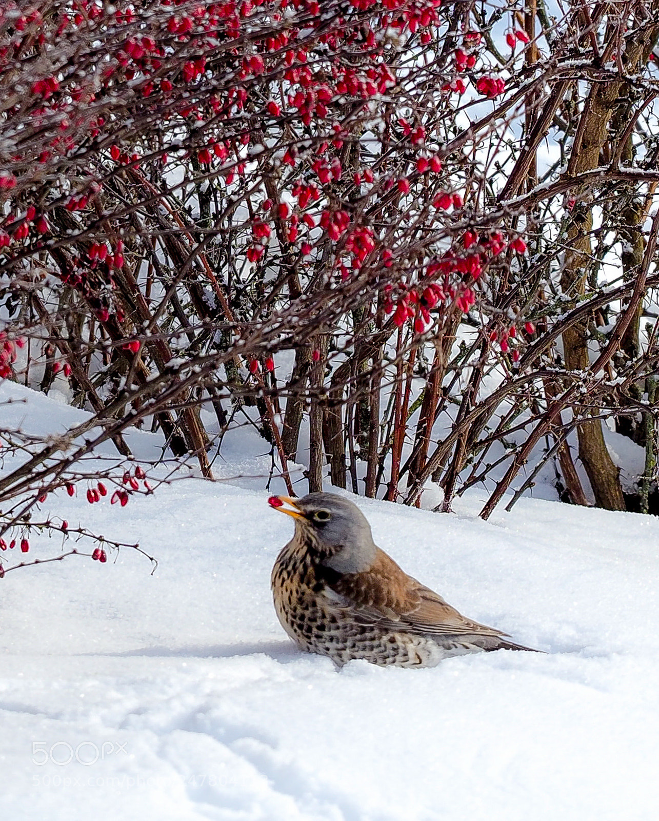 Olympus OM-D E-M1 Mark II sample photo. Winter in lithuania photography