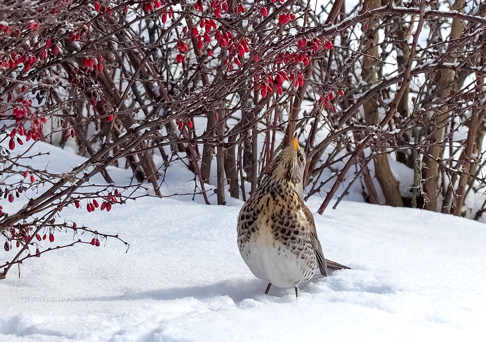 Olympus OM-D E-M1 Mark II sample photo. Winter in lithuania photography