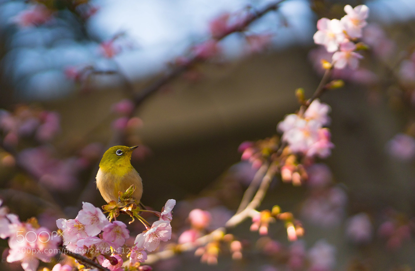 Sony a7R III sample photo. Spring is almost here... photography