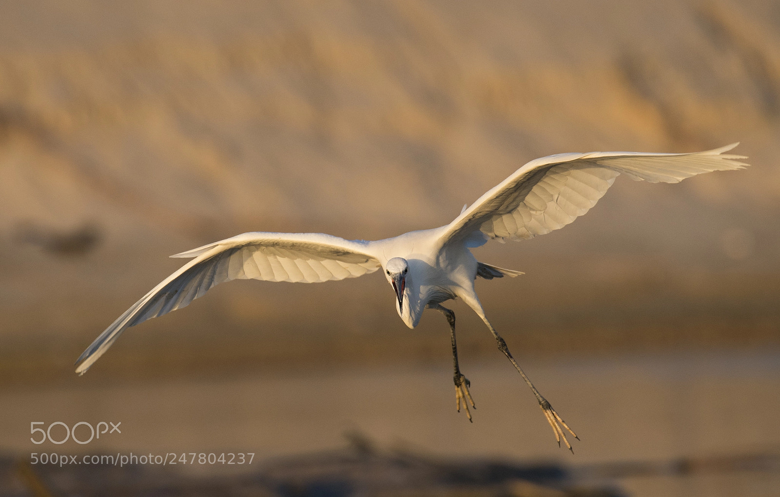 Nikon D500 sample photo. Little egret photography