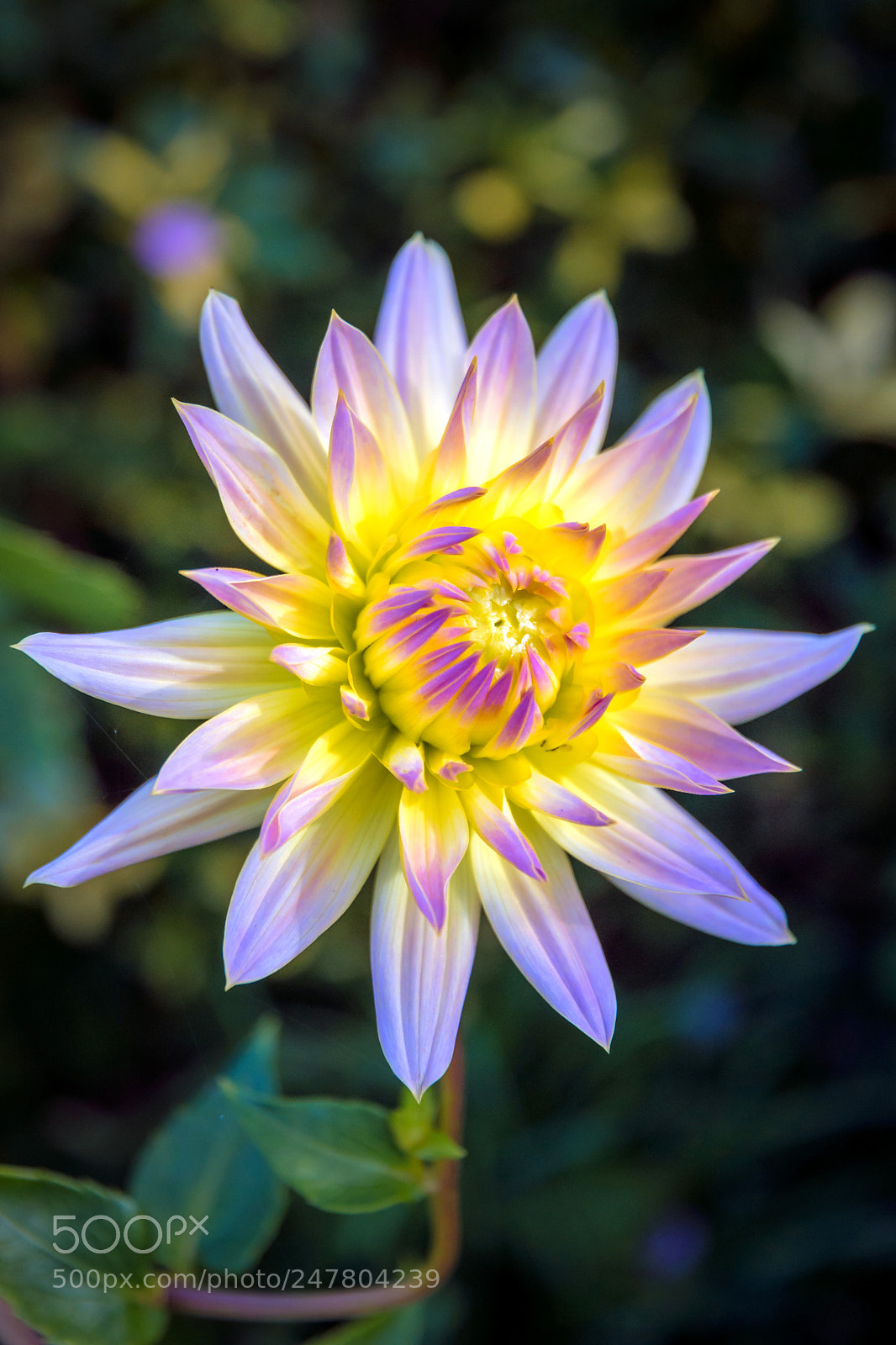 Nikon D7200 sample photo. Dahlia print photography