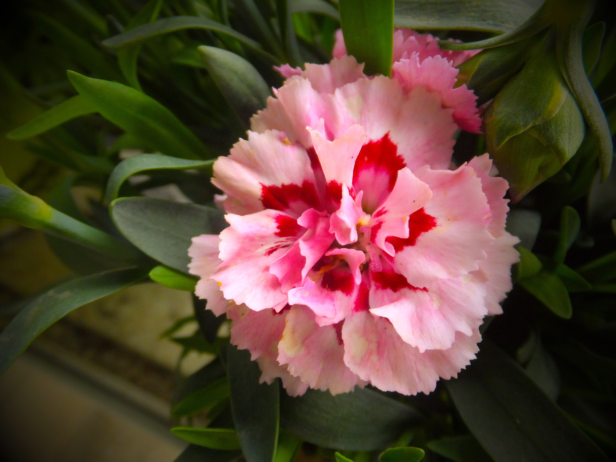 Fujifilm FinePix F900EXR sample photo. Colorful carnation in pinks... photography