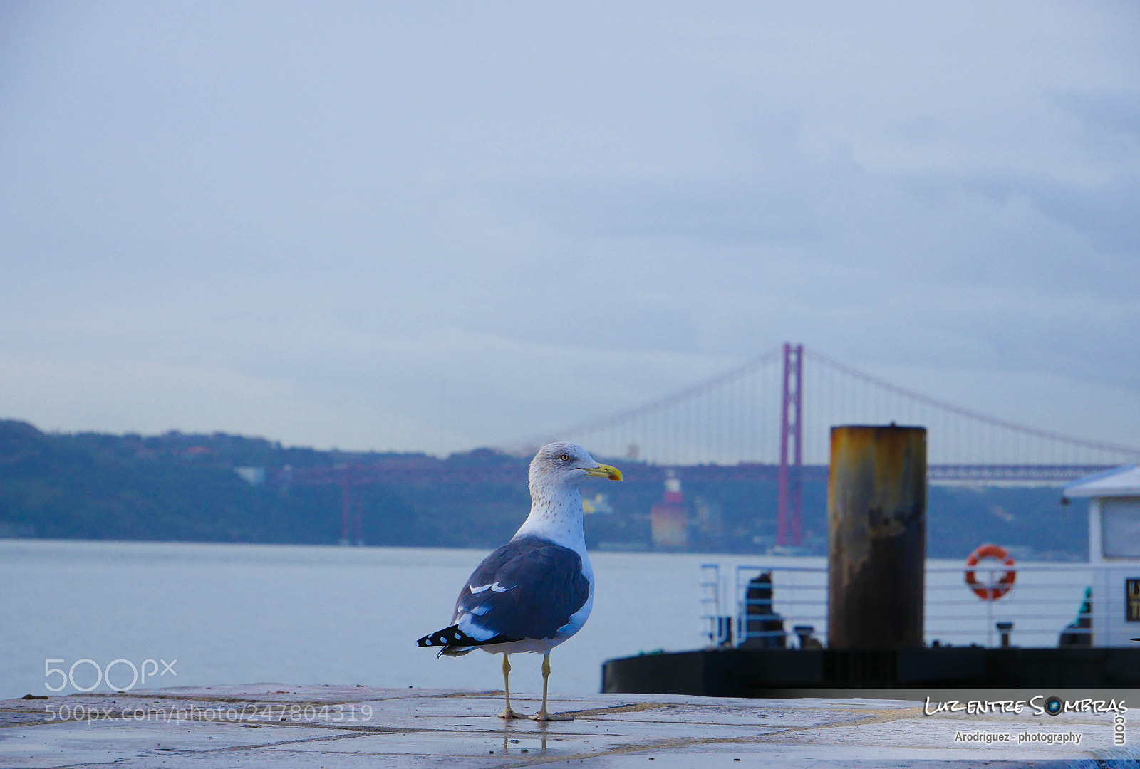 Panasonic Lumix DMC-GH4 sample photo. 26122017-p1010017.jpg photography