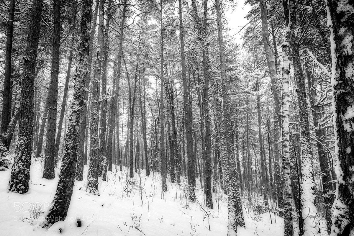 Nikon D850 sample photo. Forest photography