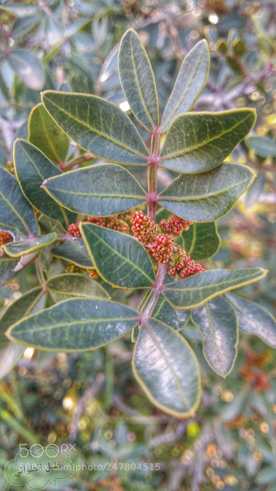 Samsung Galaxy A5 sample photo. Untitled photography
