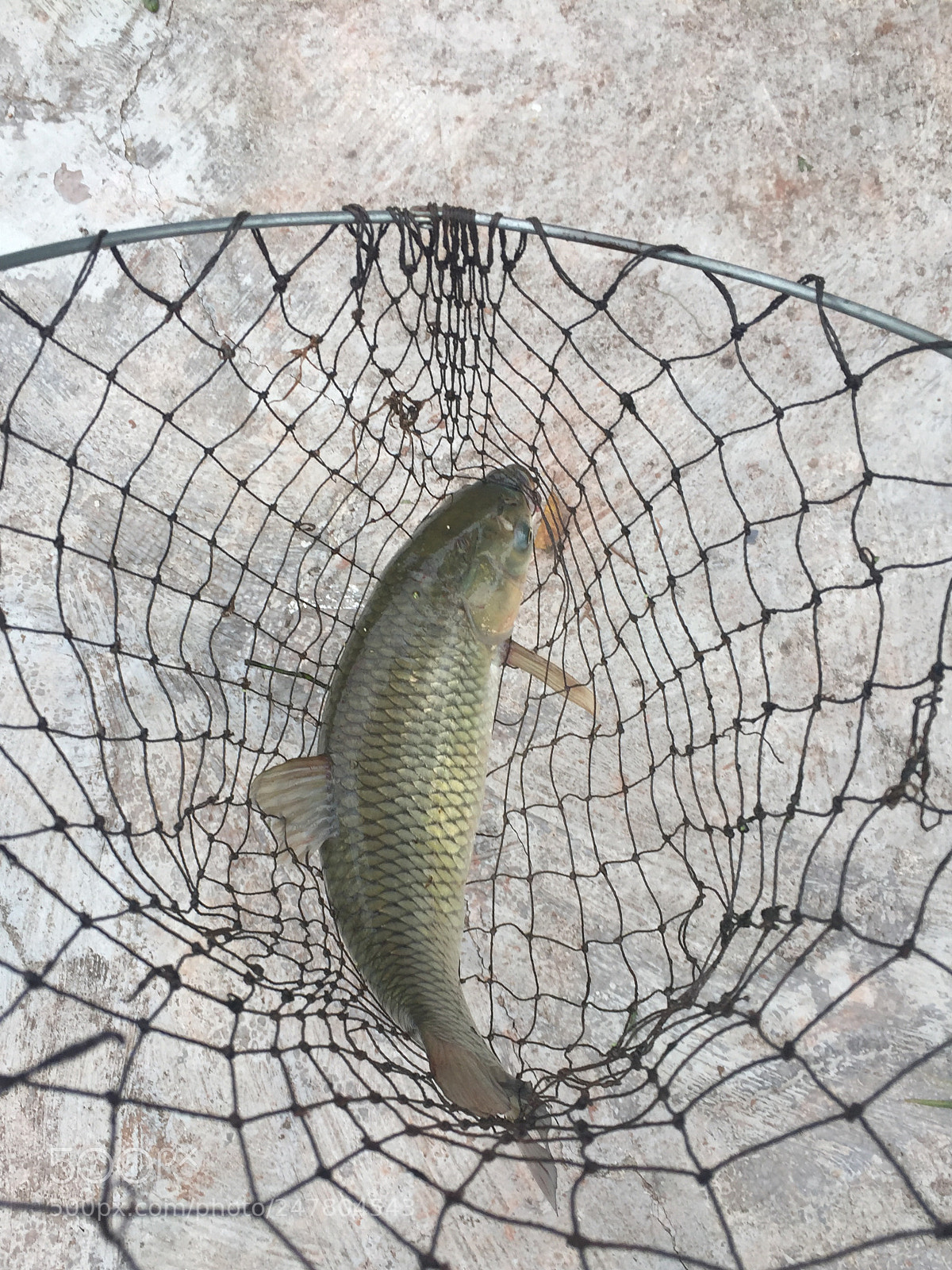 Apple iPhone 6 sample photo. Fish in net photography