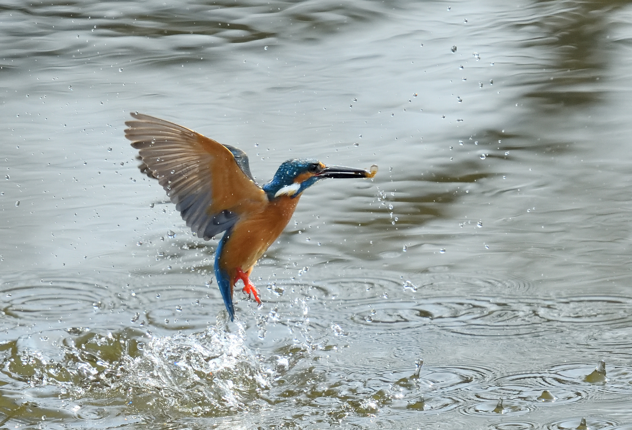 Nikon Nikkor AF-S 300mm F4E PF ED VR sample photo. Kingfisher 翡翠 photography