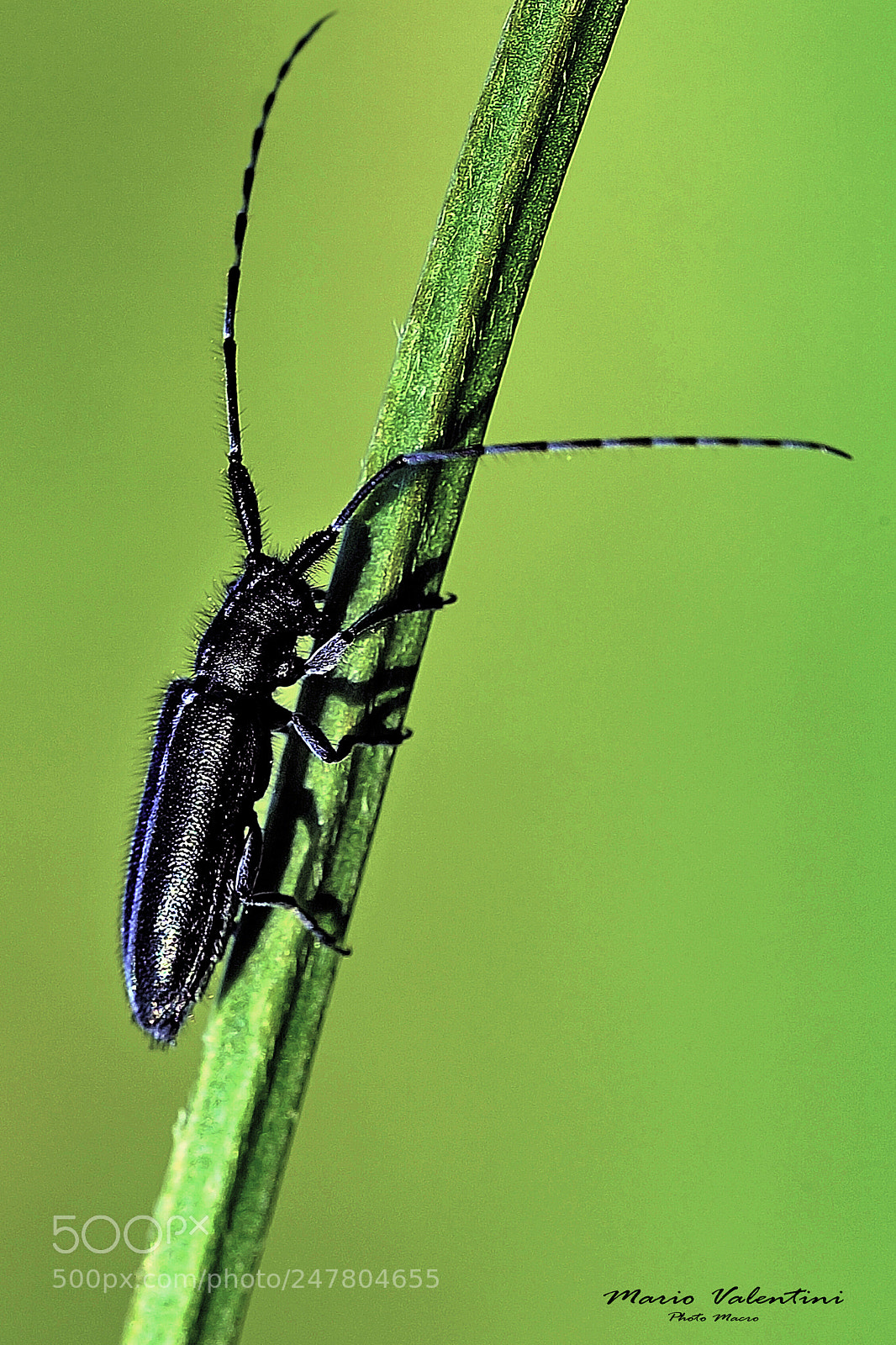 Nikon D700 sample photo. Agapanthia cardui.italy. photography