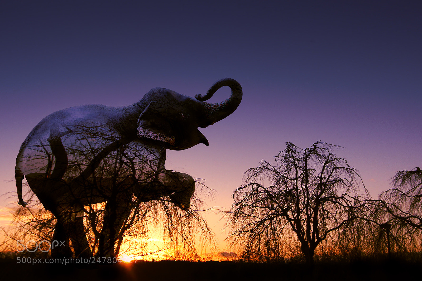 Canon EOS 7D sample photo. Elephants abstract with double photography