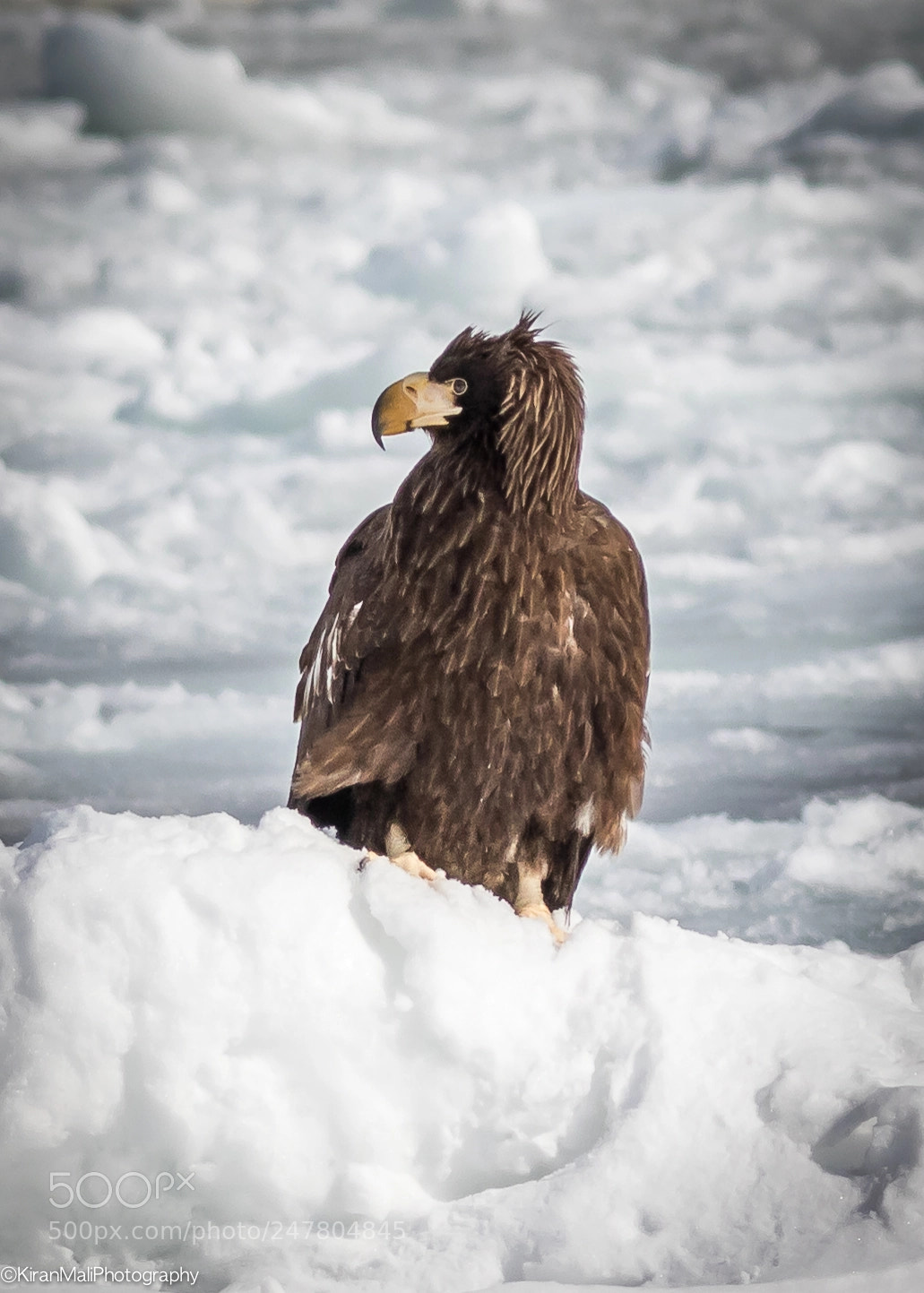 Canon EOS 7D Mark II sample photo. Steller sea eagle juvenile photography